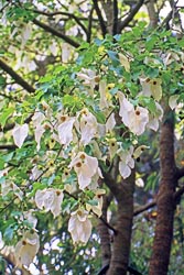 davidia involucrata thumbnail graphic